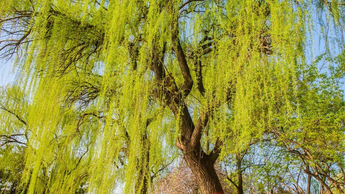 春到园林●（2）