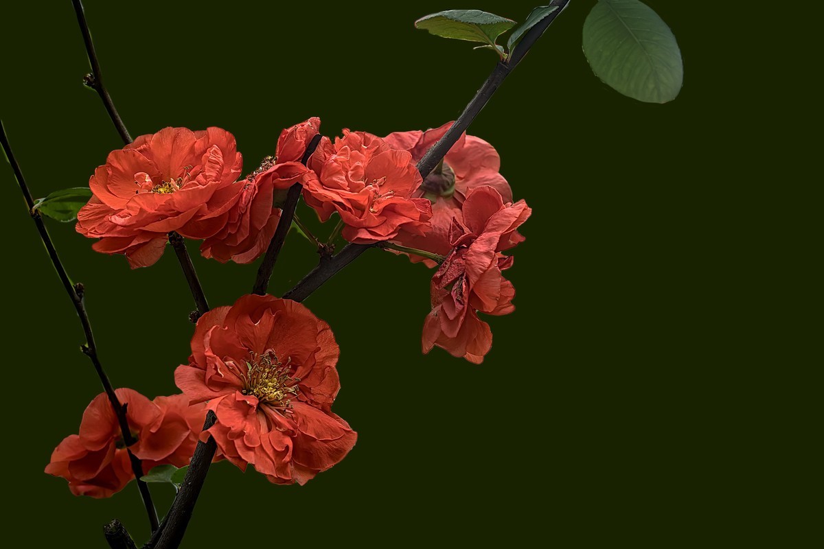 成都双流·棠湖公园