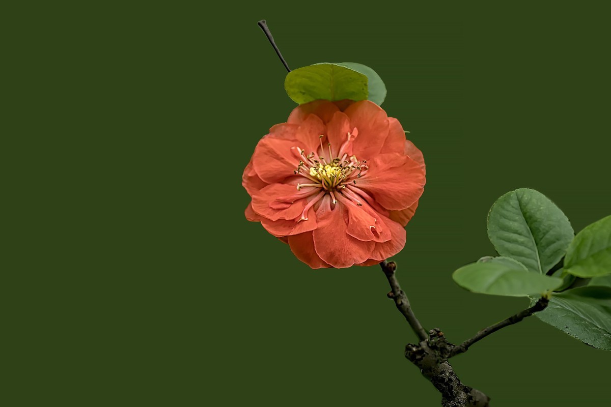 成都双流·棠湖公园