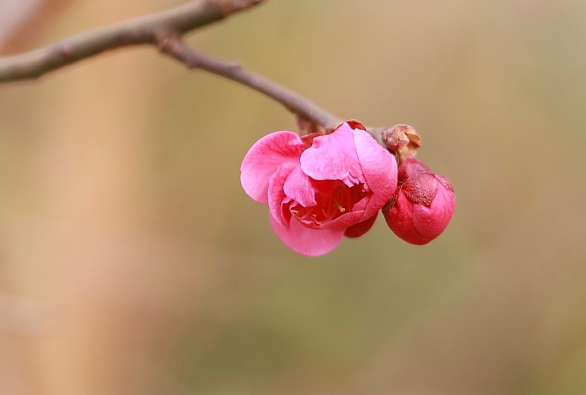 关东百花园（332）——红梅花开