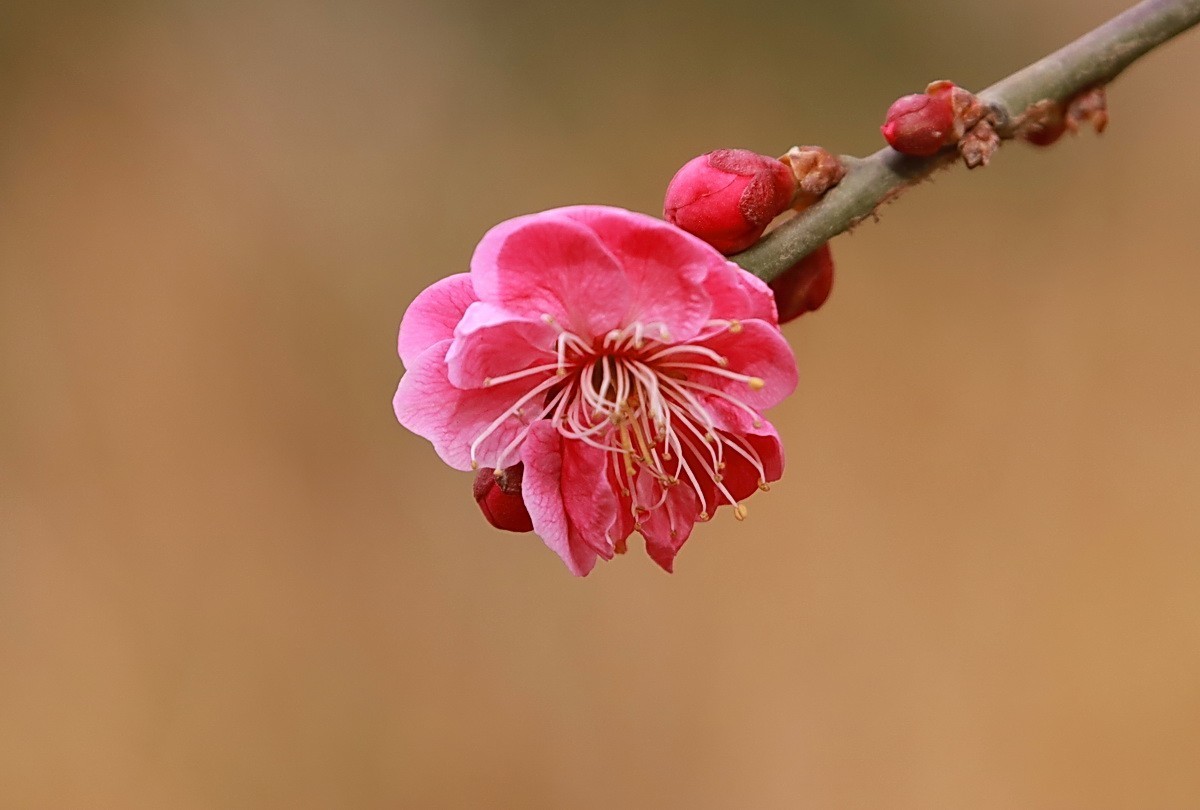 关东百花园（332）——红梅花开