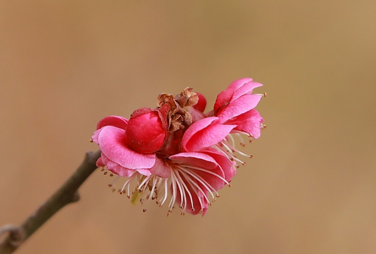 关东百花园（332）——红梅花开