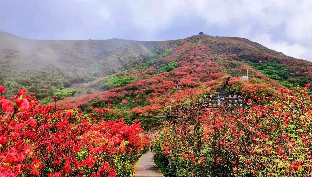 浏阳大围山高山杜鹃