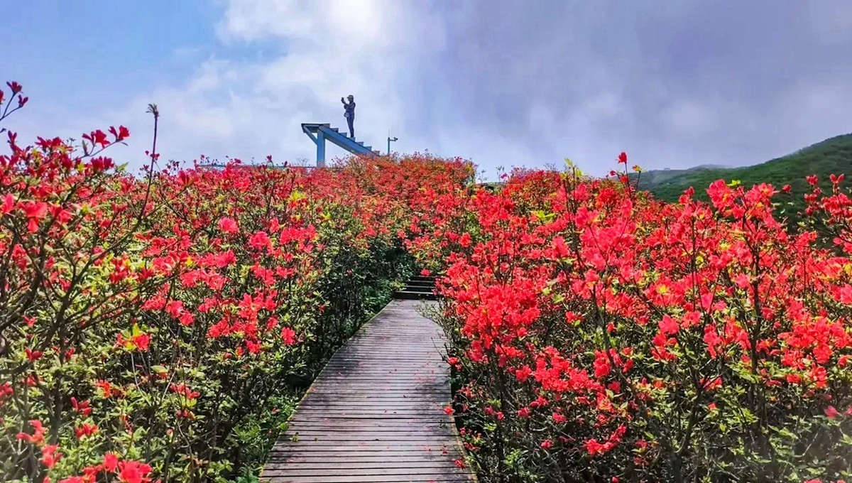 浏阳大围山高山杜鹃