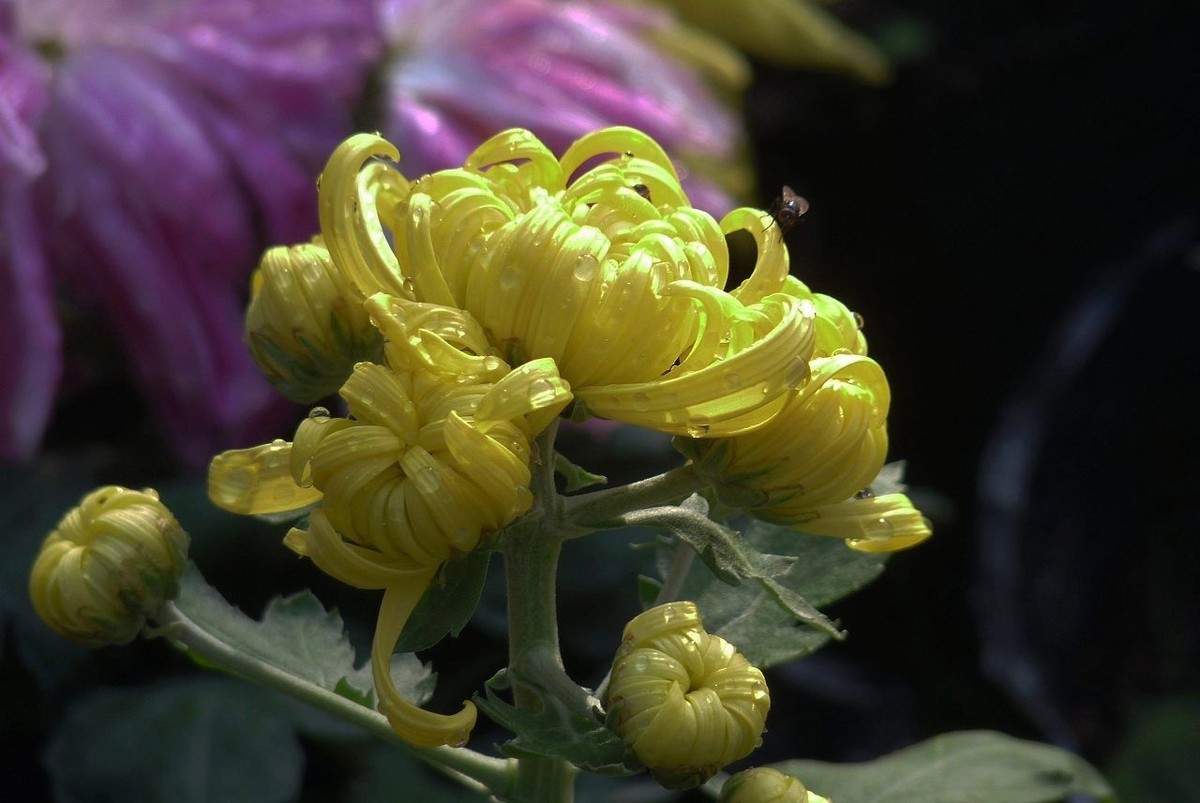 菊花照片 桌面壁纸图片