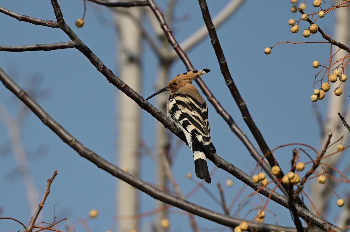 雾霾天竟然拍到了戴胜