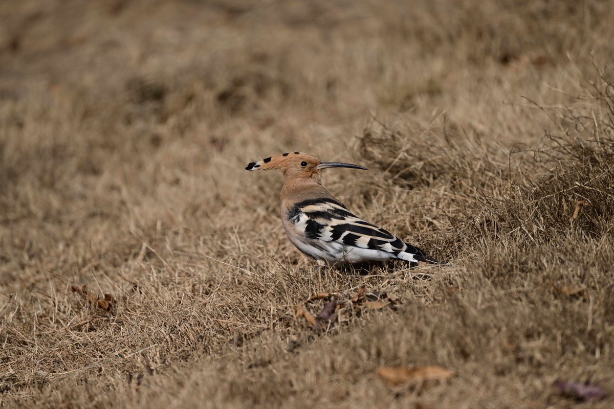 雾霾天竟然拍到了戴胜