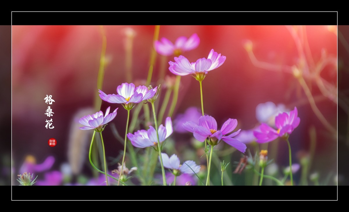 一组花卉祝版主摄友们圣诞夜快乐