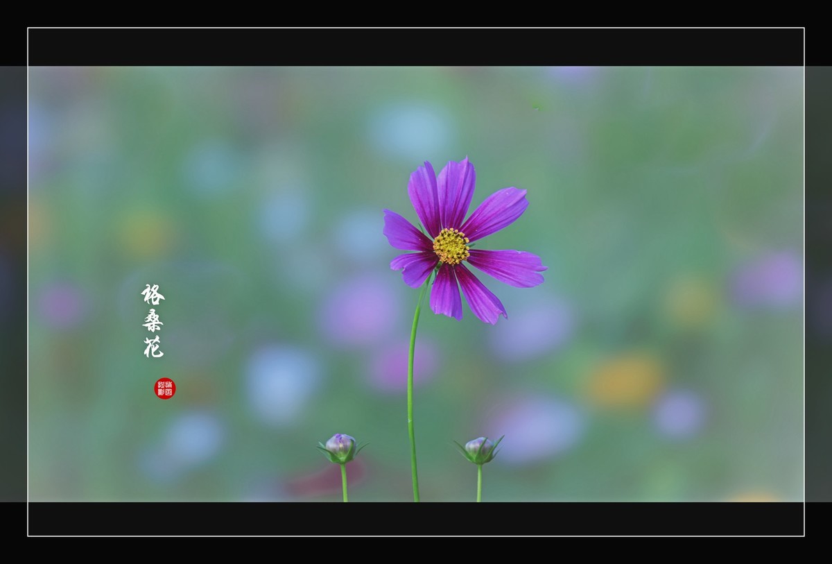 一组花卉祝版主摄友们圣诞夜快乐