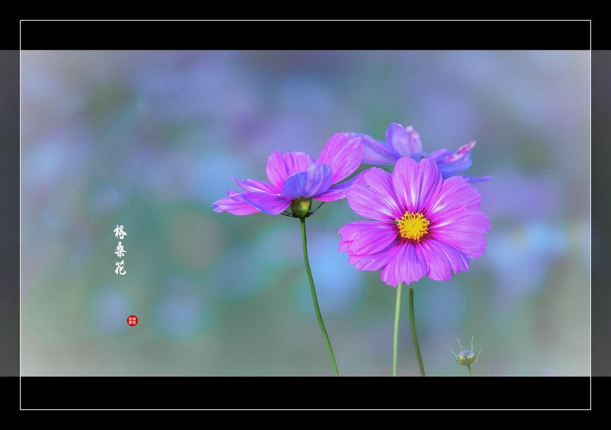 一组花卉祝版主摄友们圣诞夜快乐