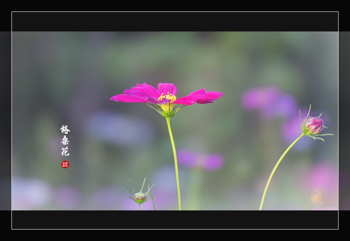 一组花卉祝版主摄友们圣诞夜快乐