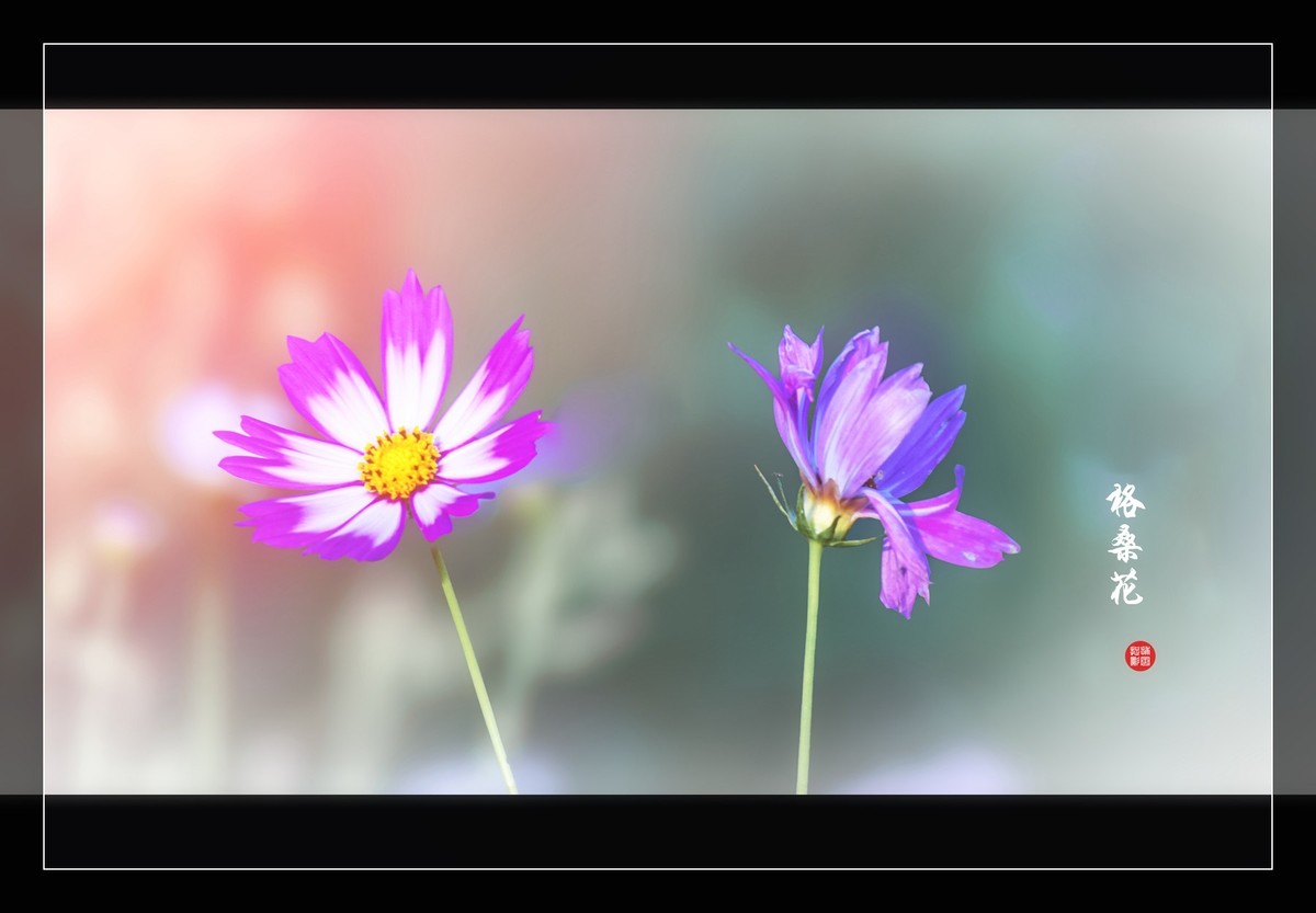 一组花卉祝版主摄友们圣诞夜快乐