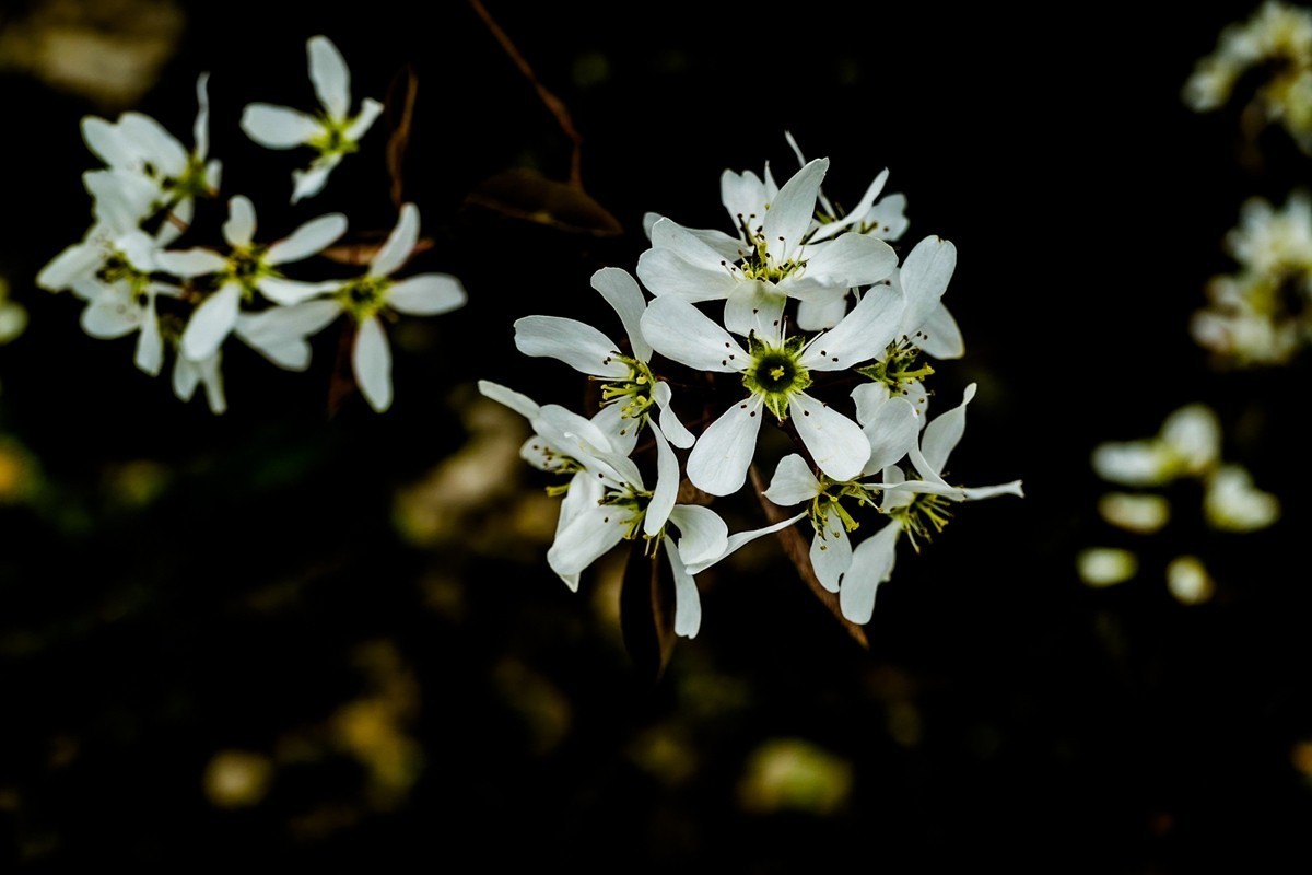 携花拜友，祝师友春安！！！