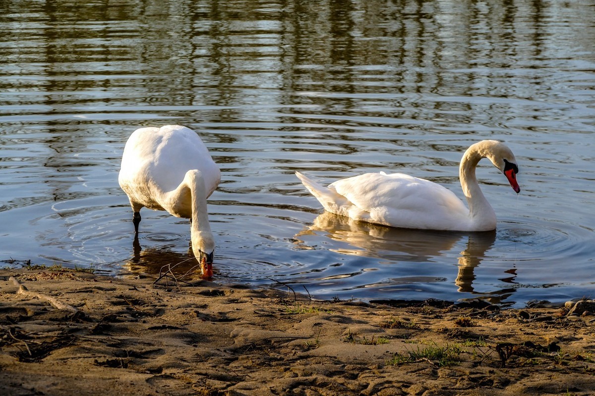 携“莱茵天鹅”，祝师友春安！！！