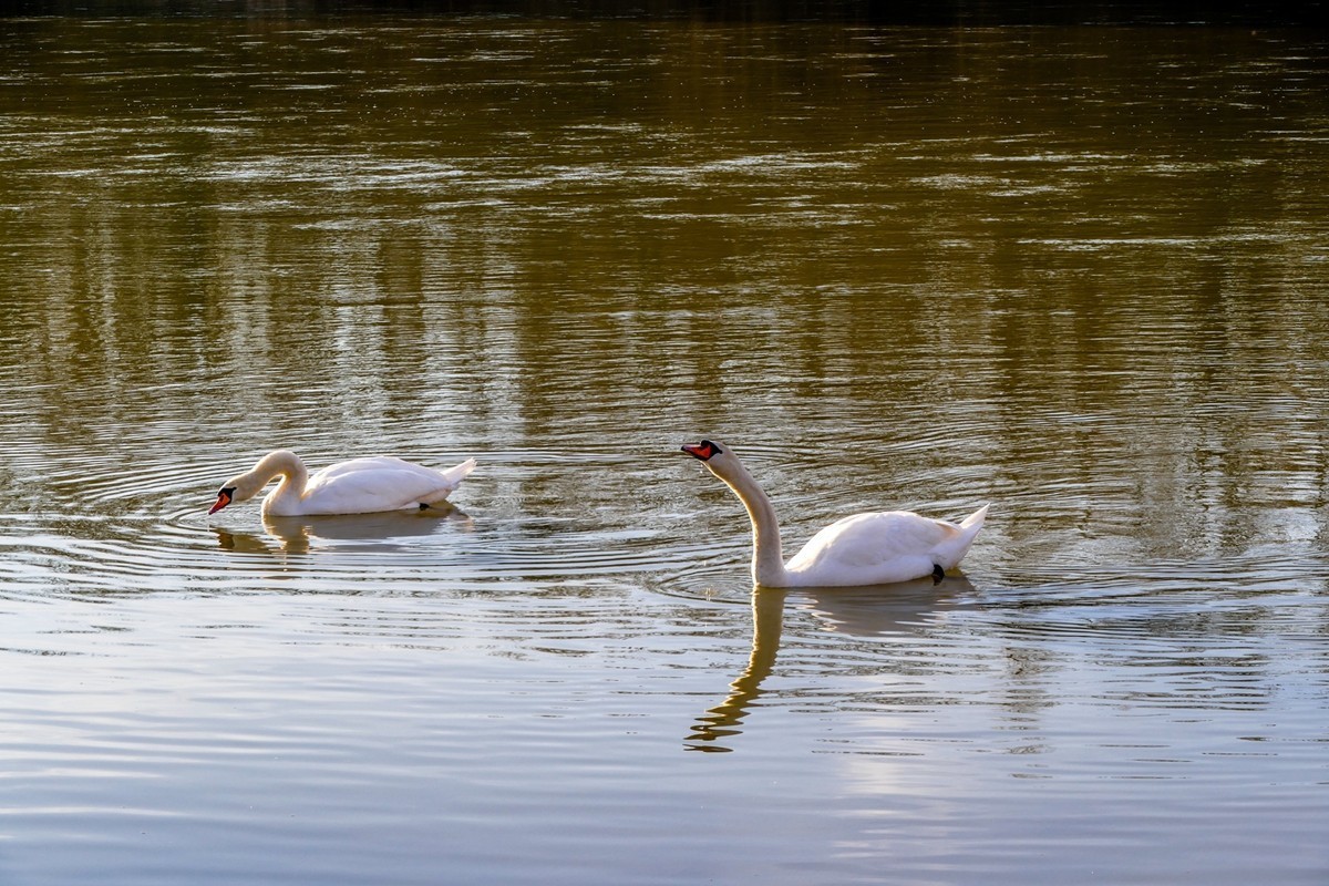 携“莱茵天鹅”，祝师友春安！！！