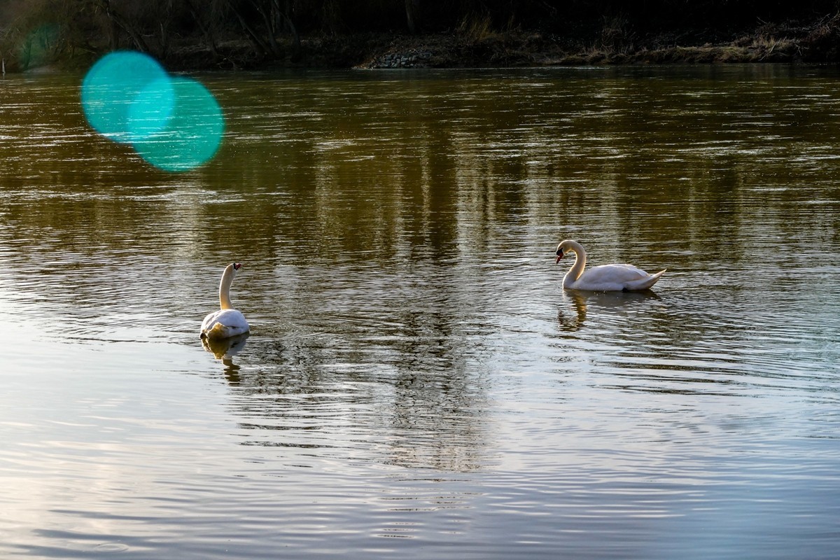 携“莱茵天鹅”，祝师友春安！！！