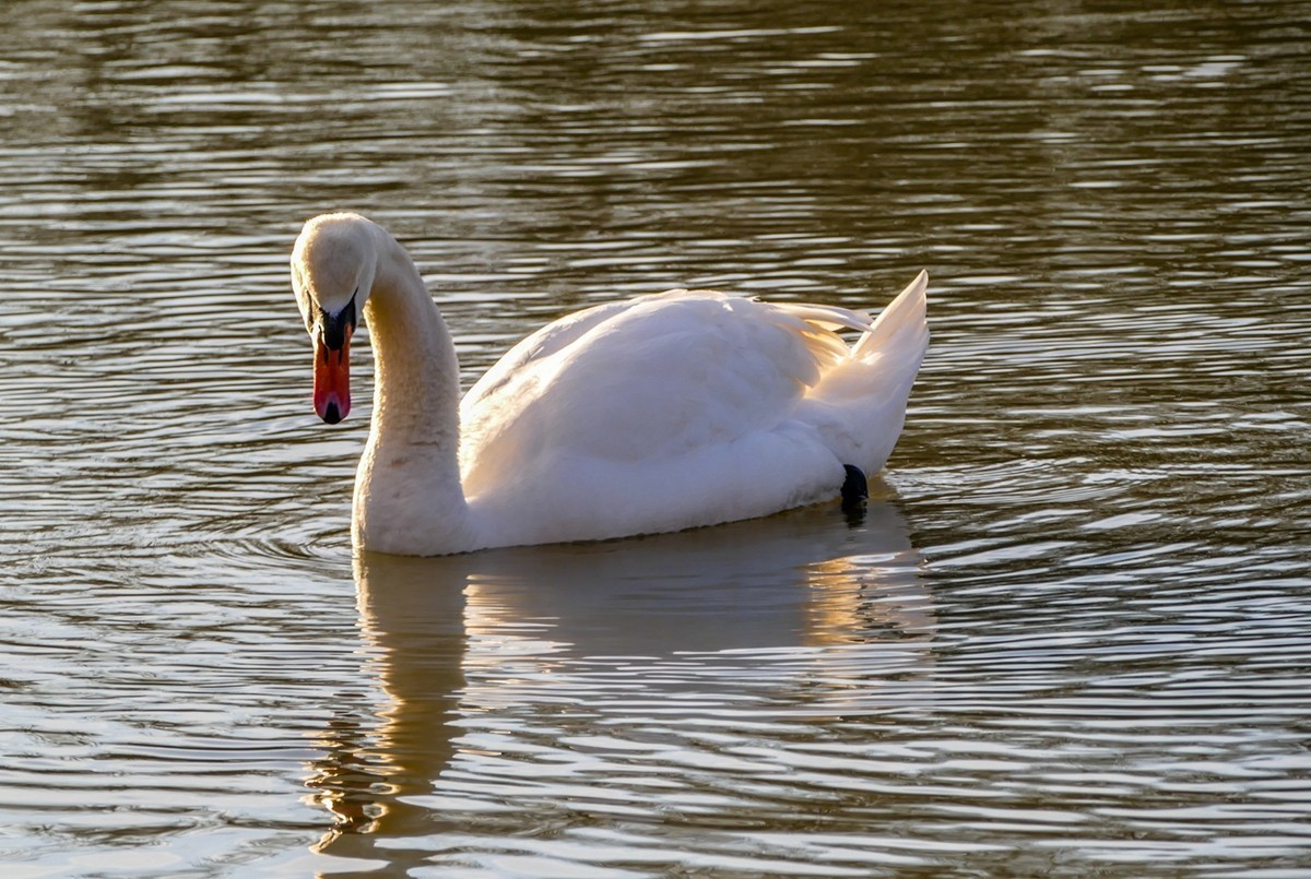 携“莱茵天鹅”，祝师友春安！！！