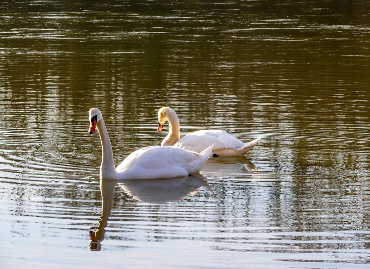 携“莱茵天鹅”，祝师友春安！！！