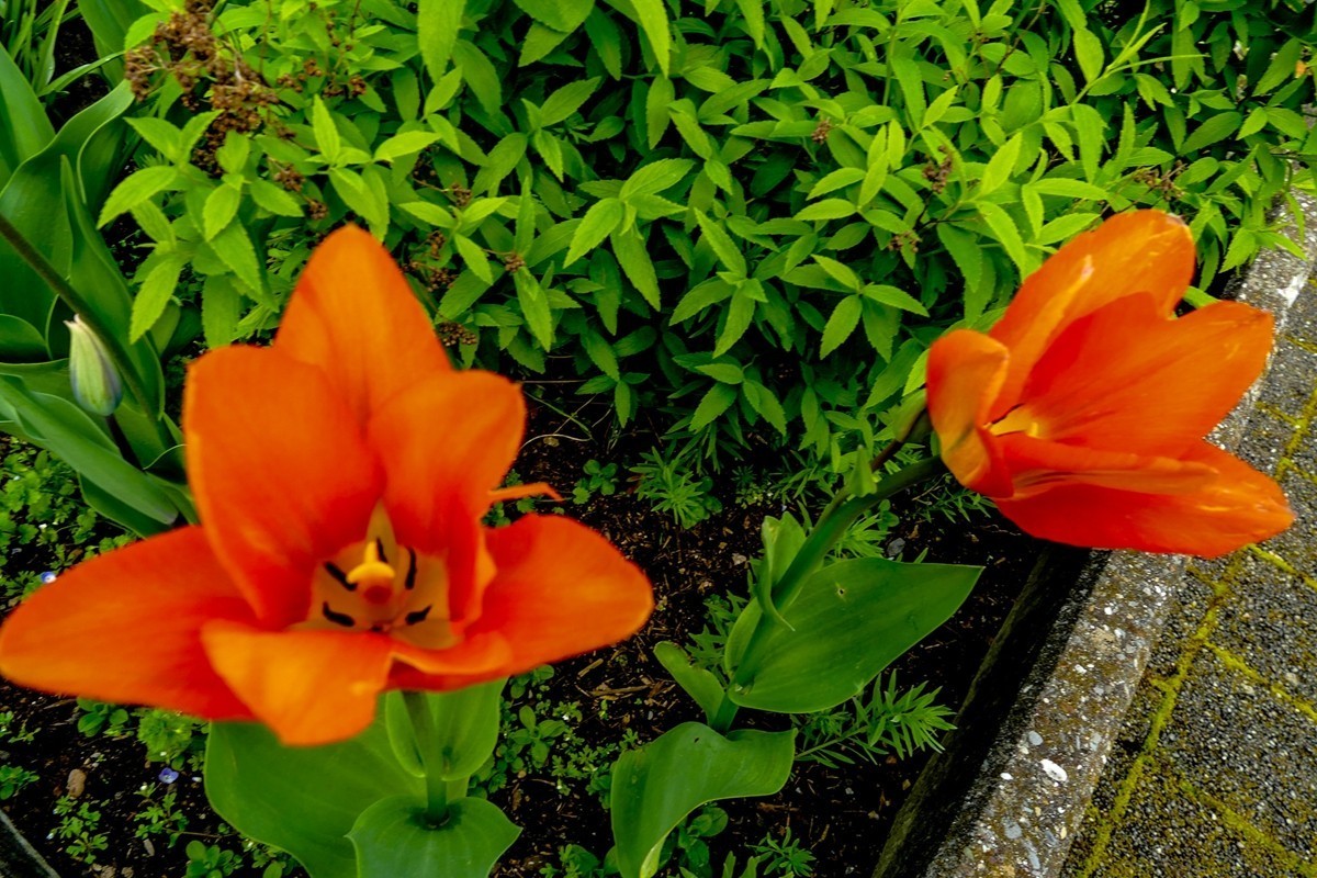 携花拜友，祝师友春安！！！