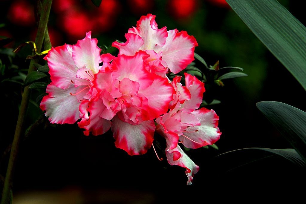 zol论坛>摄影论坛>地方俱乐部论坛>上海论坛>杜鹃花>1024_683