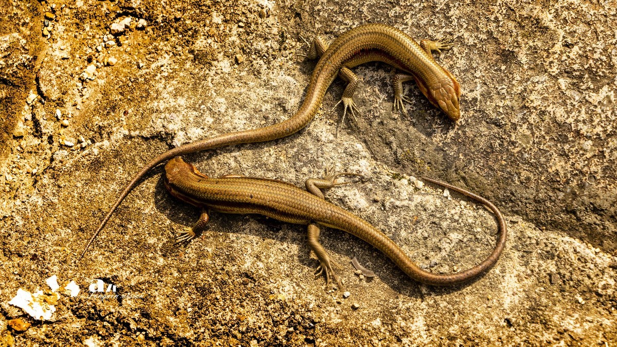 三月下江南——温州古镇杂拍（5）