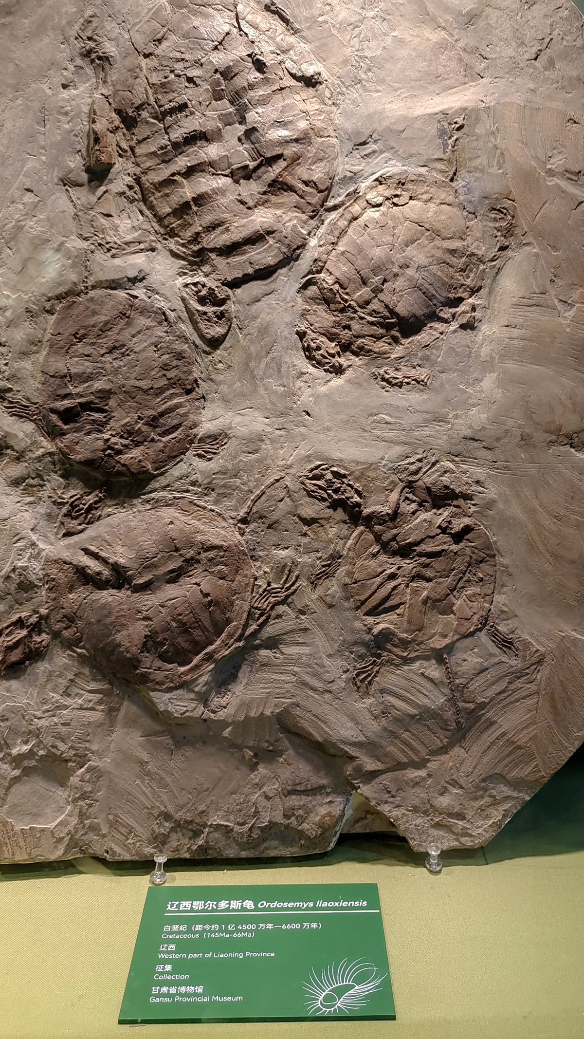 甘肃博物馆之古生物化石