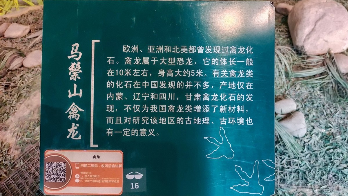 甘肃博物馆之古生物化石