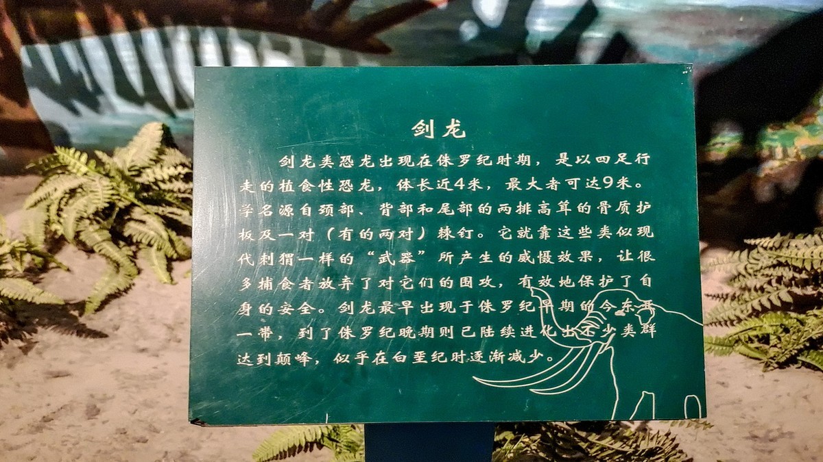 甘肃博物馆之古生物化石
