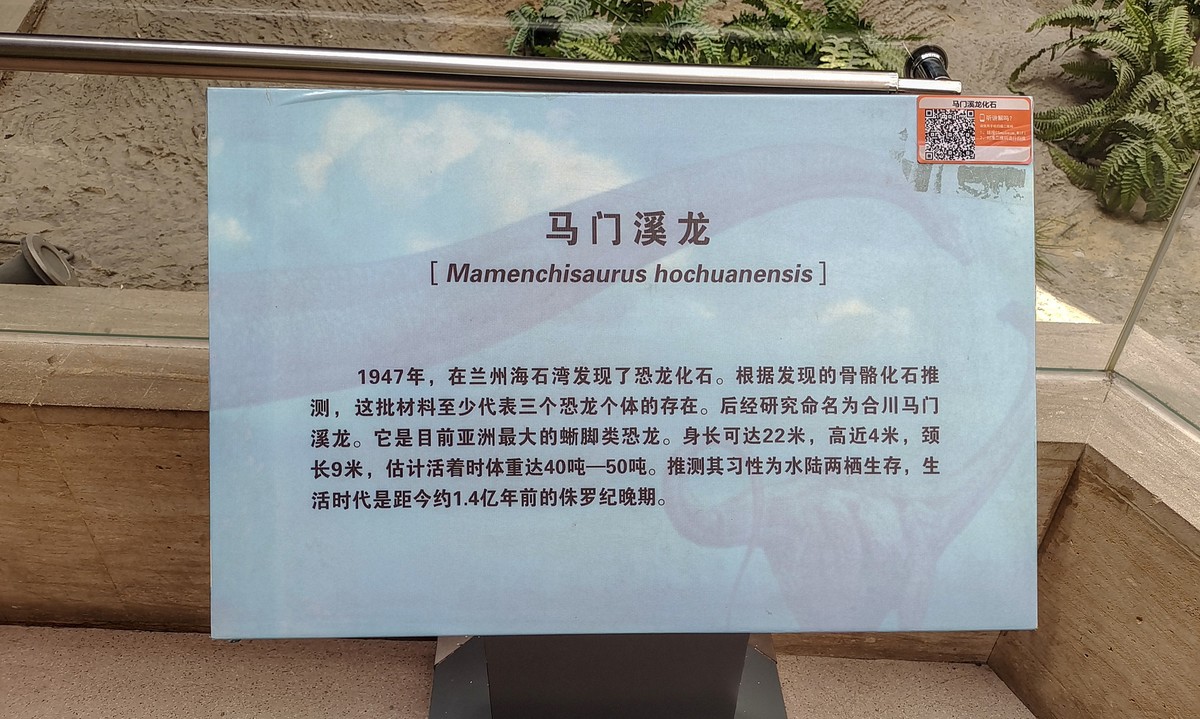 甘肃博物馆之古生物化石