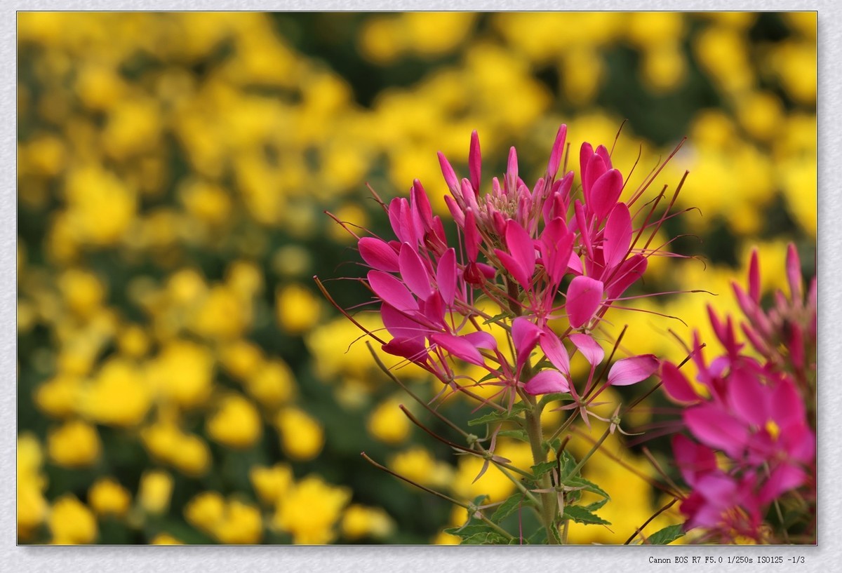 甲辰年花坛里的小花花【2024-155】