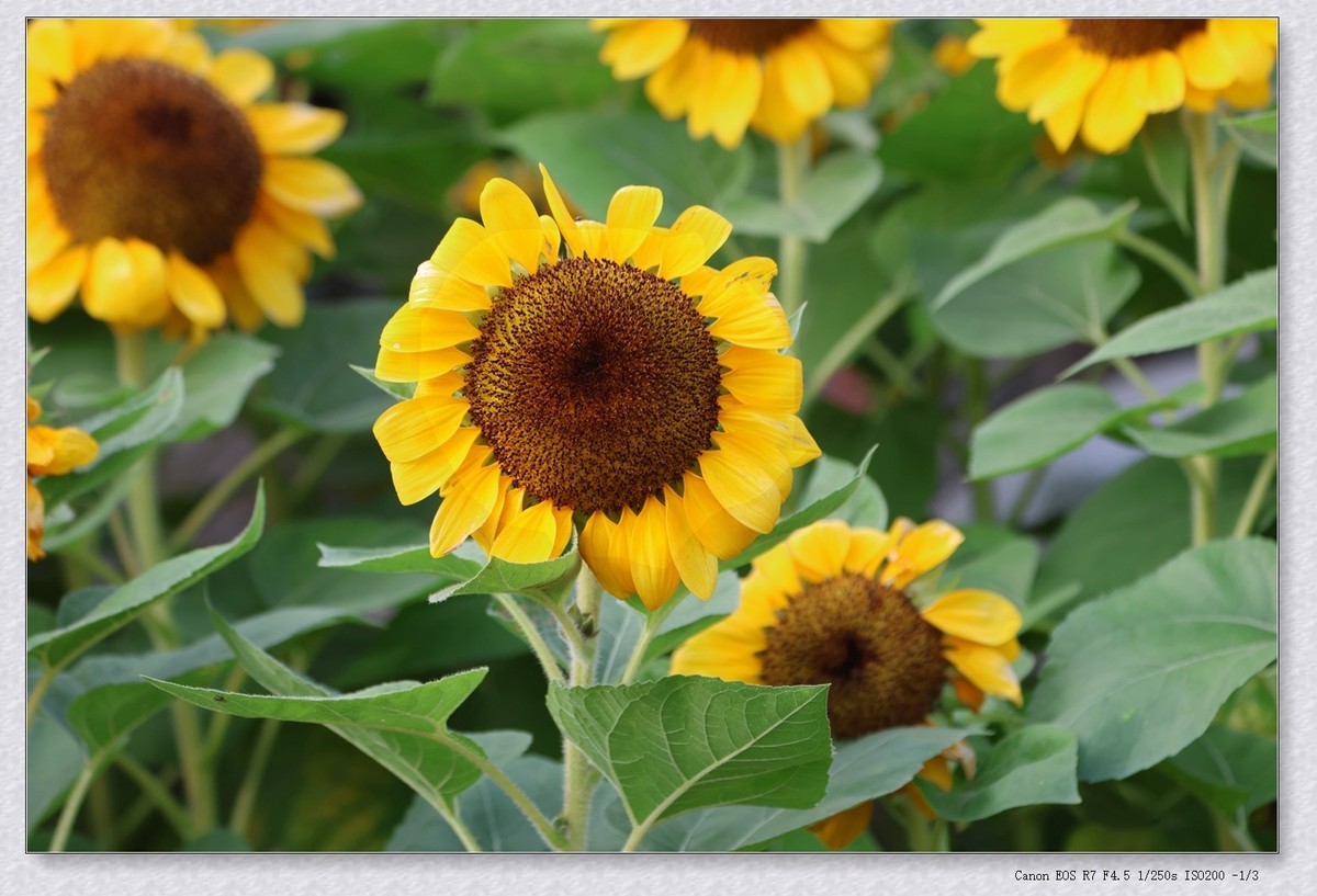 甲辰年花坛里的小花花【2024-155】