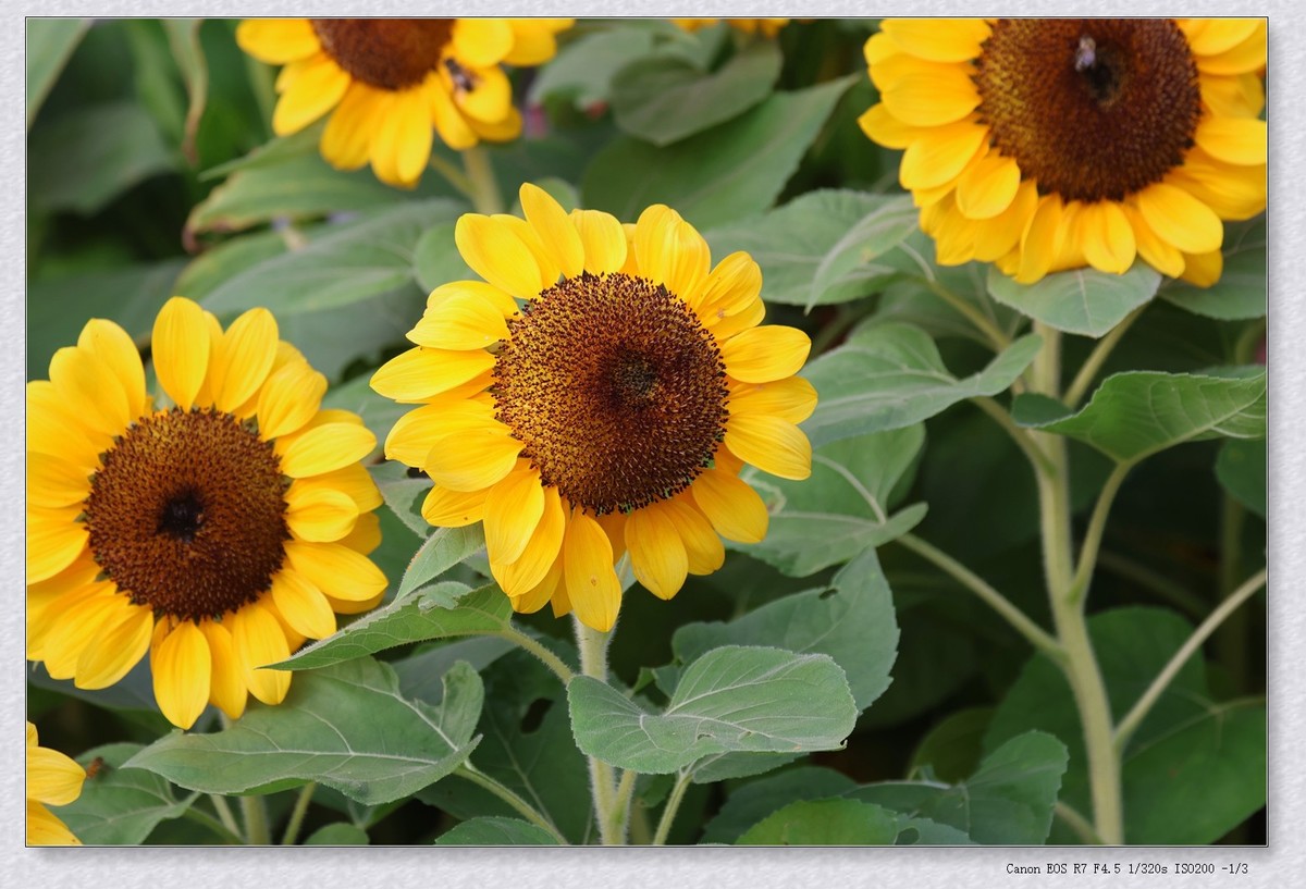 甲辰年花坛里的小花花【2024-155】
