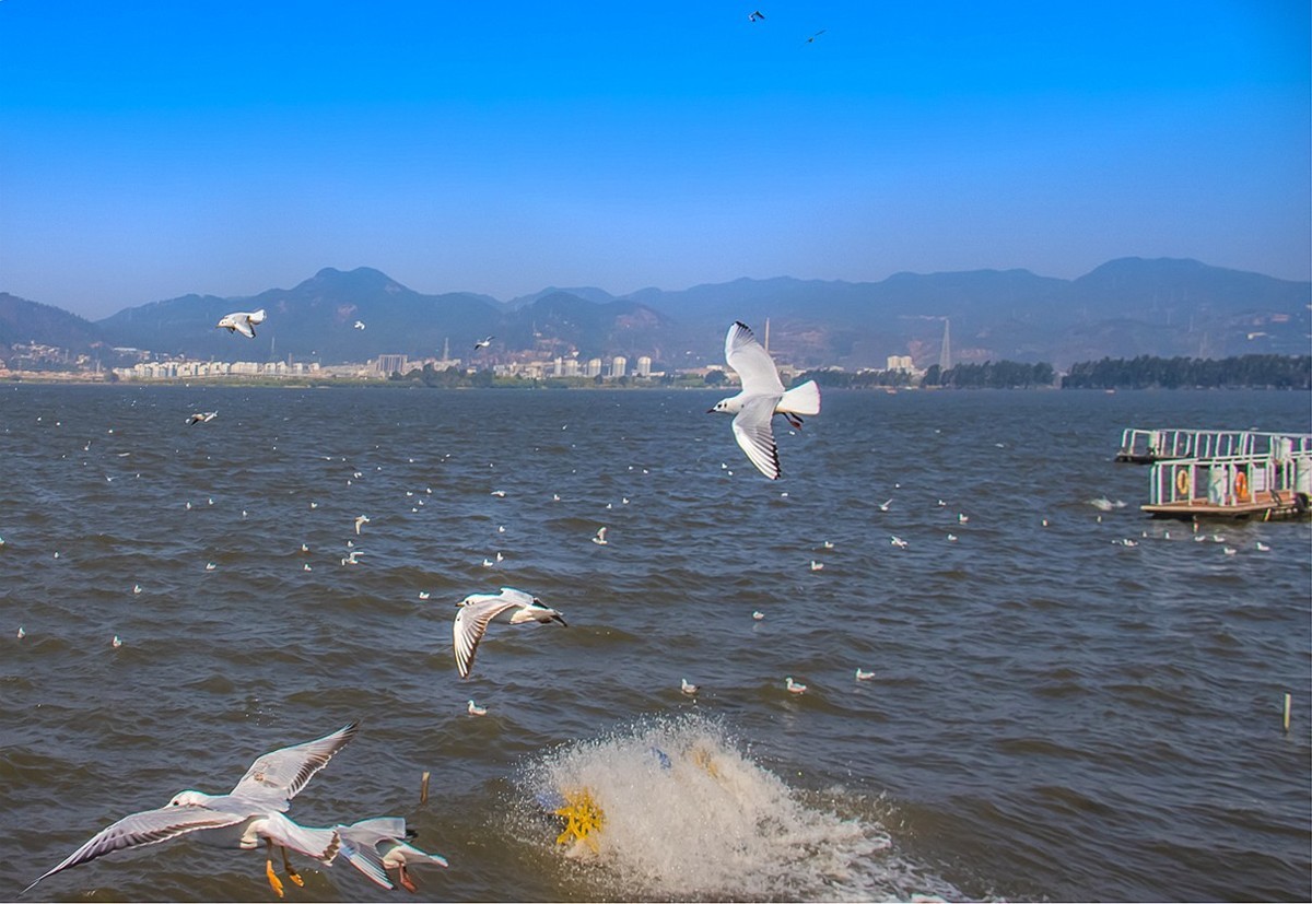 2024-10-24昆明海埂（五）