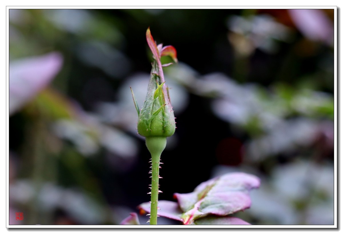 40饼接了个12mm近摄圈