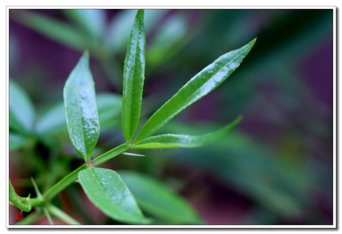 40饼接了个12mm近摄圈