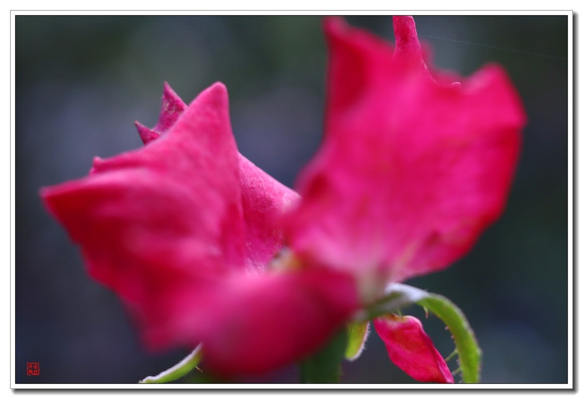 40饼接了个12mm近摄圈