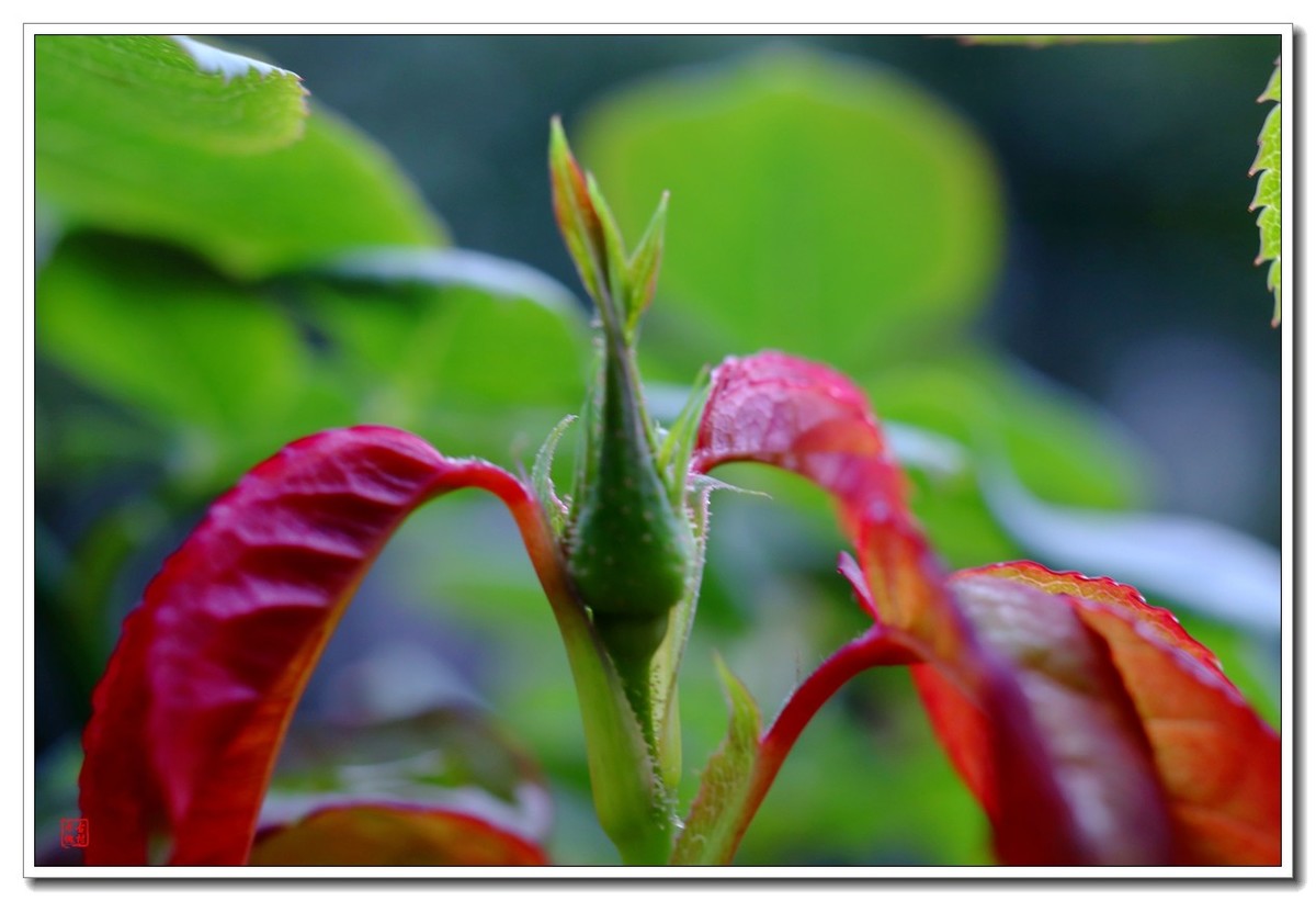 40饼接了个12mm近摄圈