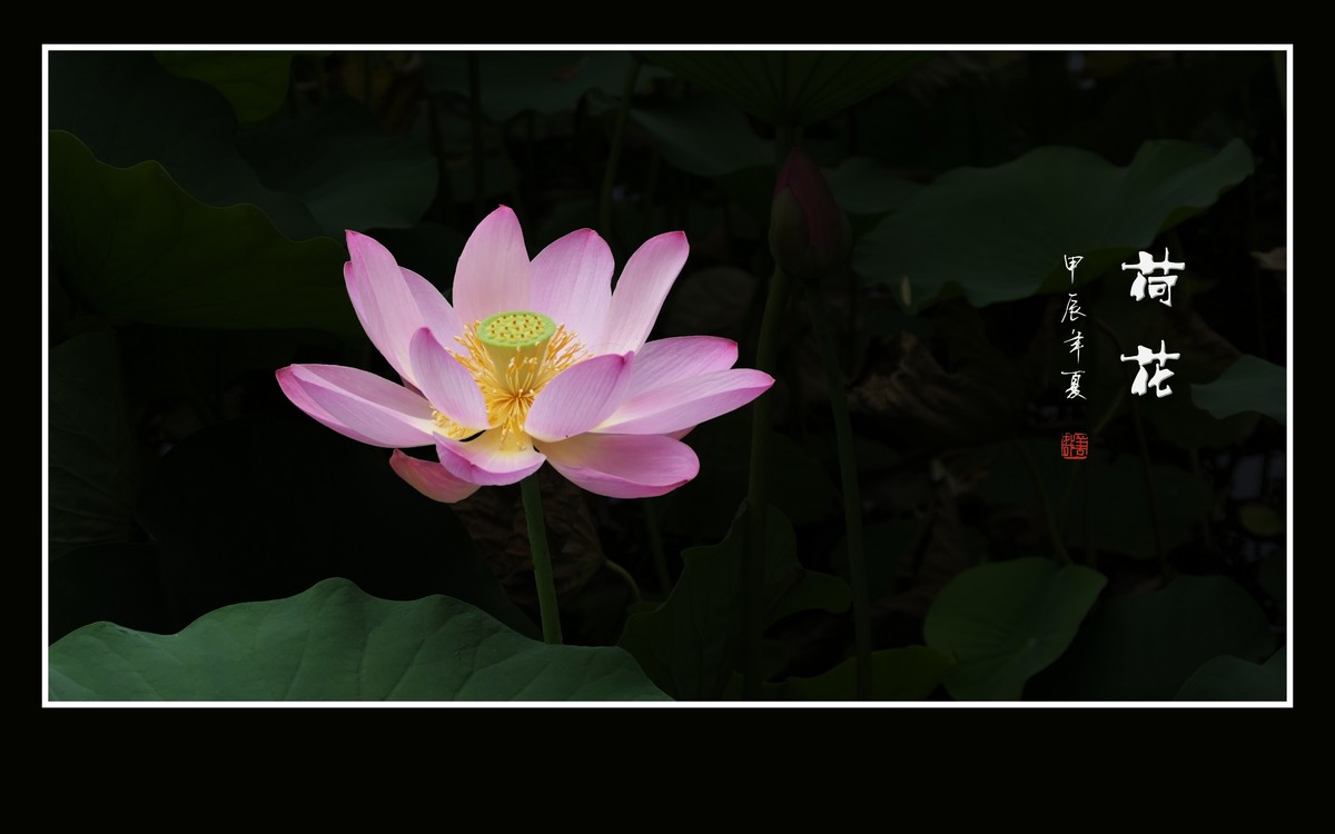 圣洁娇媚的荷花