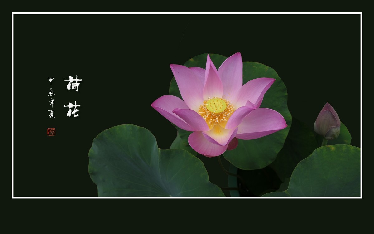 圣洁娇媚的荷花