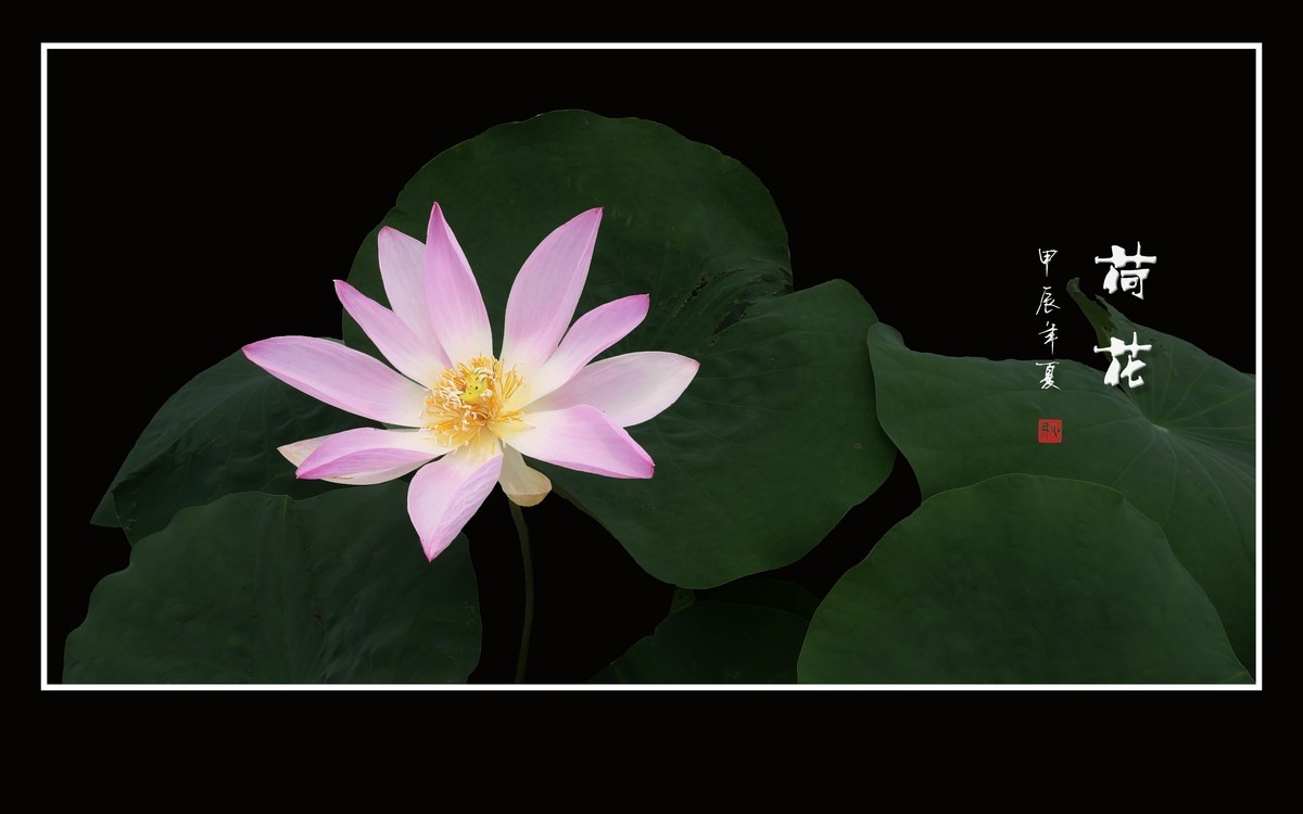 圣洁娇媚的荷花