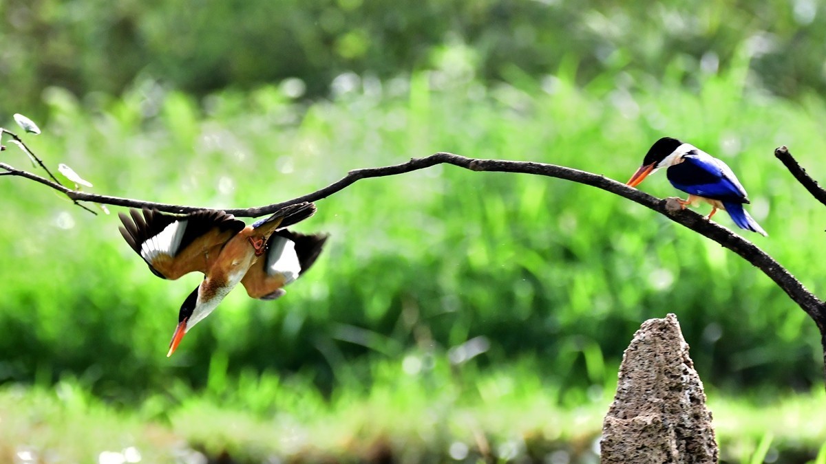 【视觉光影】 潍 坊 拍 鸟 （36）