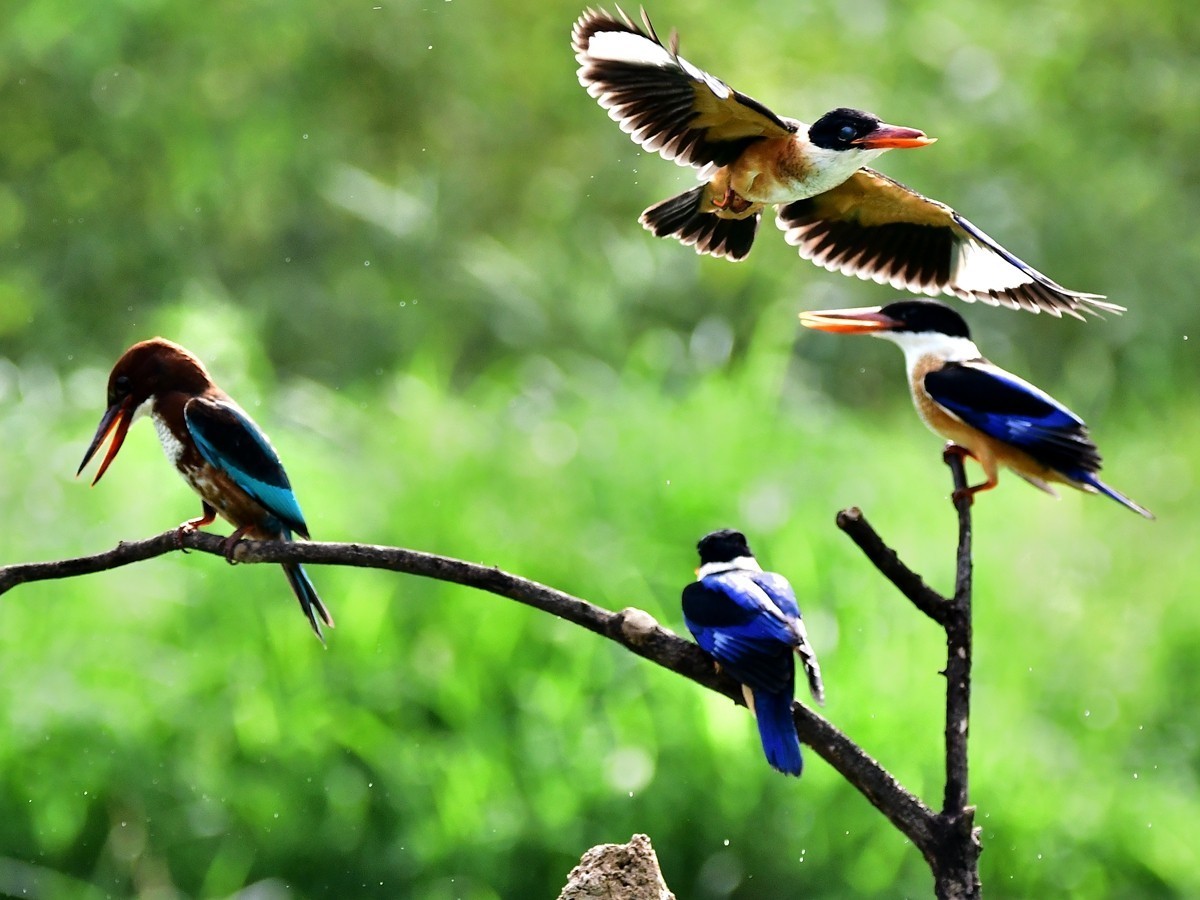 【视觉光影】 潍 坊 拍 鸟 （36）