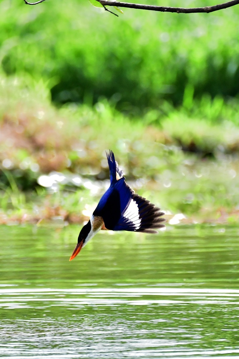 【视觉光影】 潍 坊 拍 鸟 （36）
