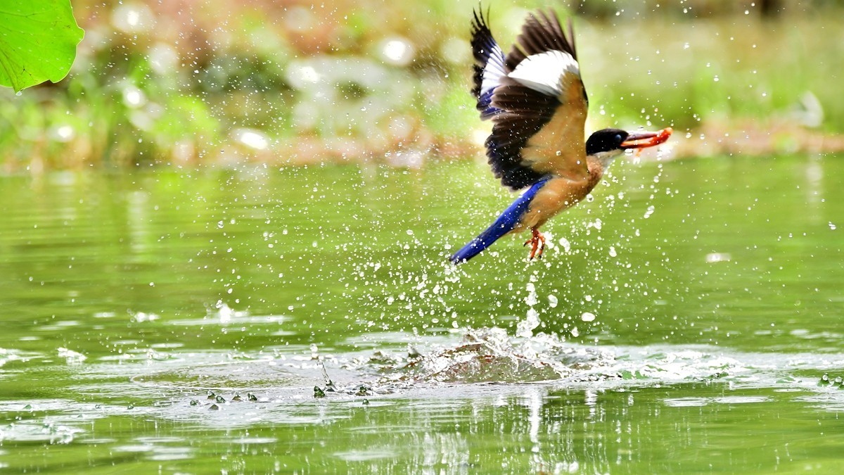 【视觉光影】 潍 坊 拍 鸟 （36）