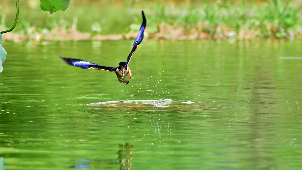 【视觉光影】 潍 坊 拍 鸟 （36）