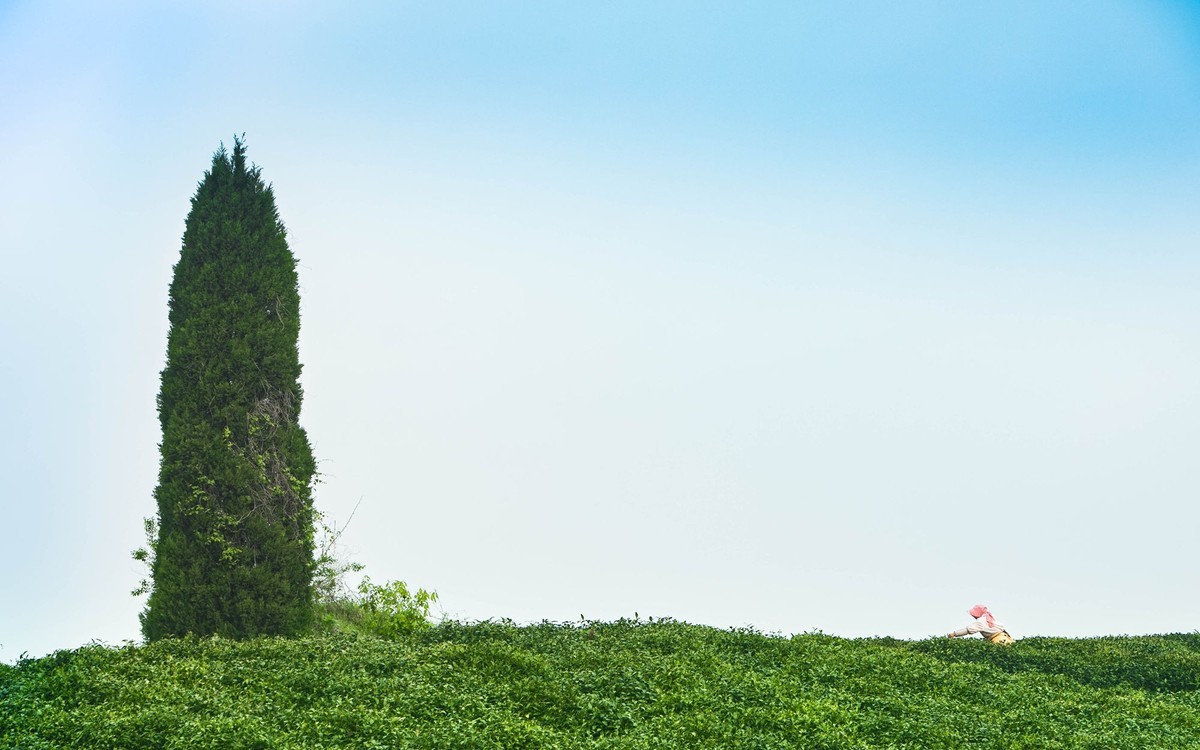 上春山——信阳茶园春茶香