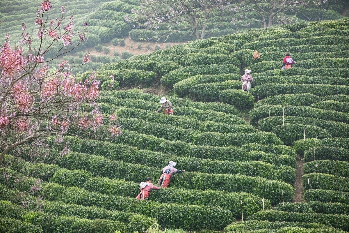 上春山——信阳茶园春茶香