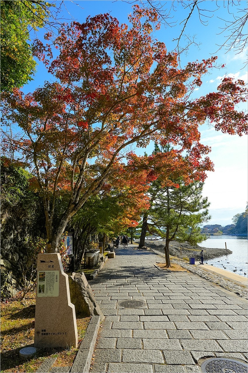 2025年第0072贴-京都岚山风光旅拍（0125）再发