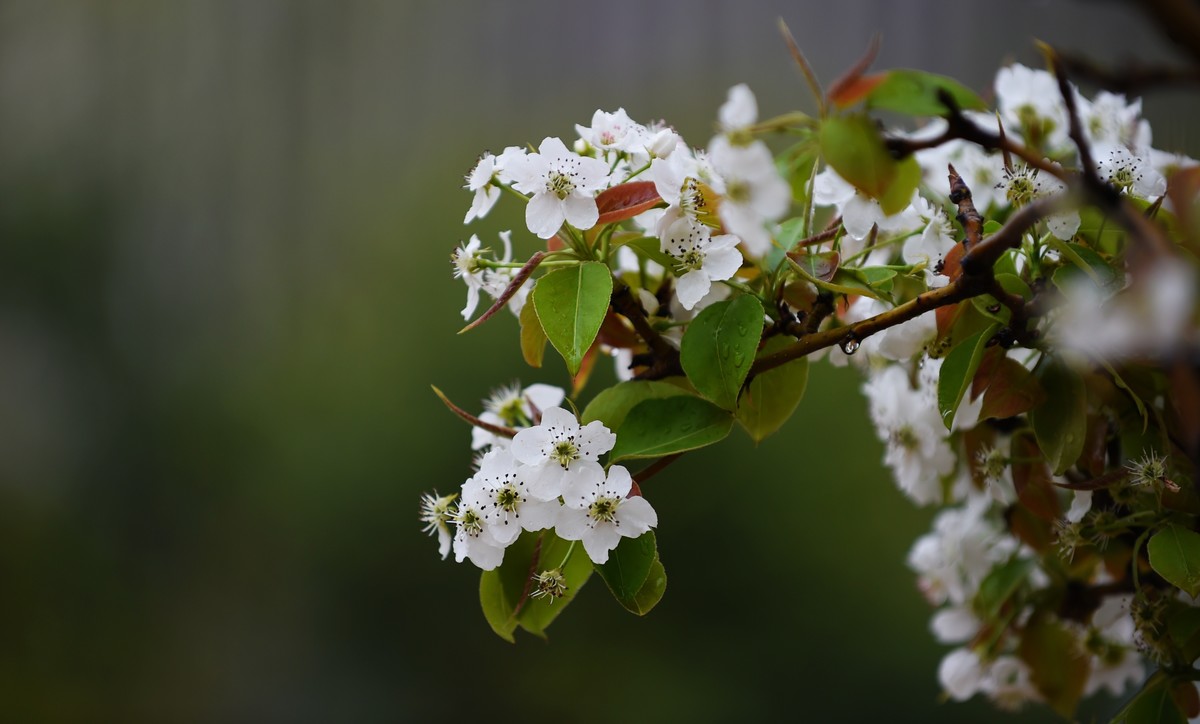 【图集】带雨梨花百媚生   素妆含嫣醉清风  Ⅱ