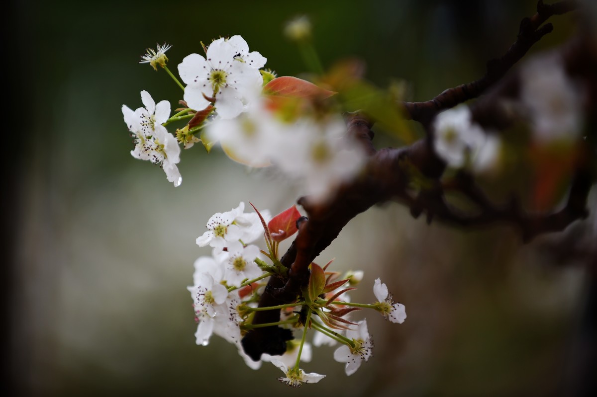 【图集】带雨梨花百媚生   素妆含嫣醉清风  Ⅱ